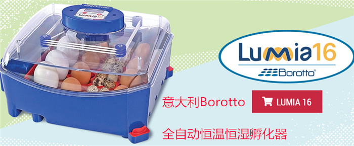 BOROTTOȫԶ